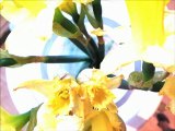 Daffodils-Rock