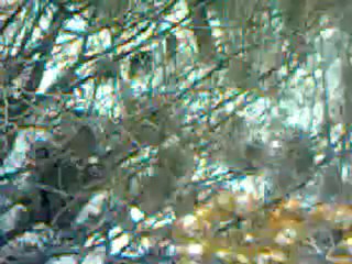 chasse aux sangliers en Ardèche