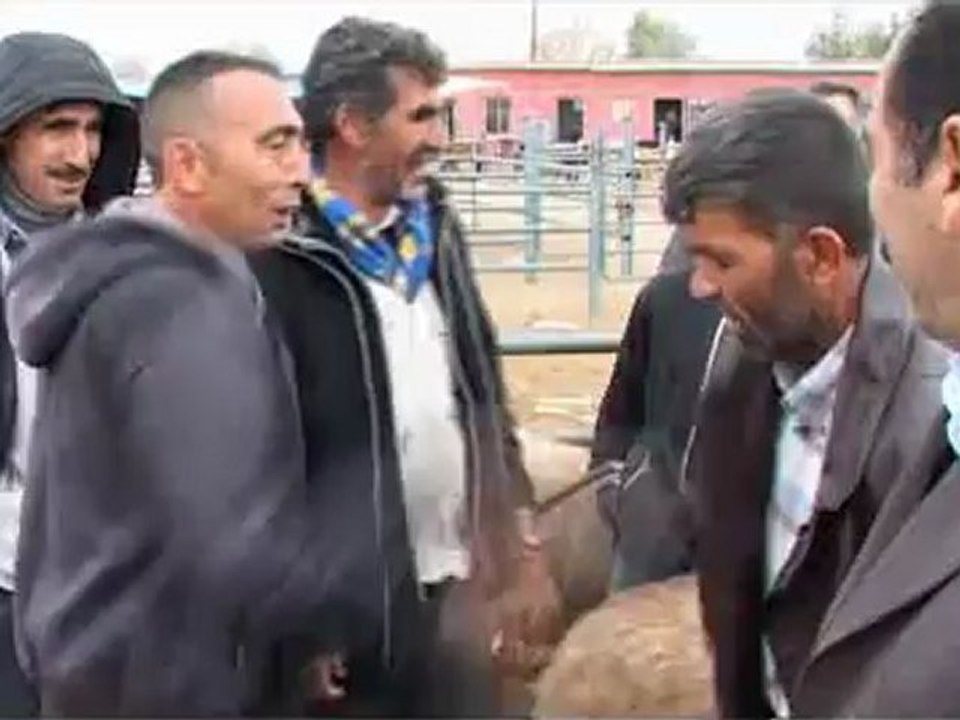 Aksaray'da hayvan pazarında kıyasıya kurban pazarlığı