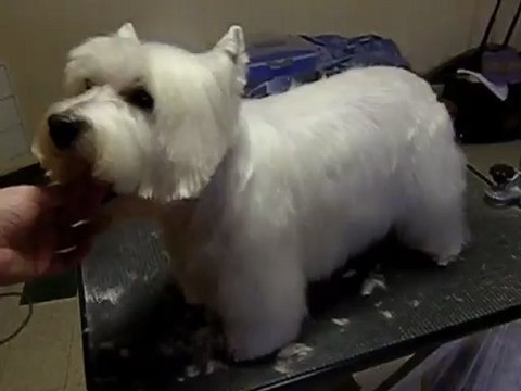 toilettage westie trimming