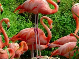 David Gilmour - Coming Back to Llife