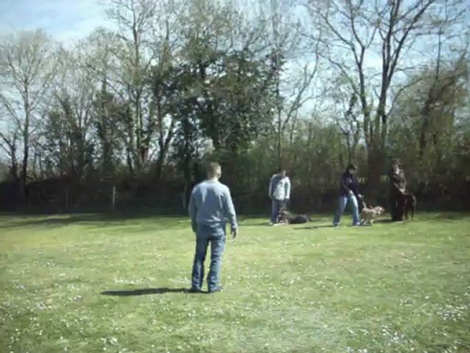 Séance de sociabilité à l'A.G.E.C. ( 28 chiens )