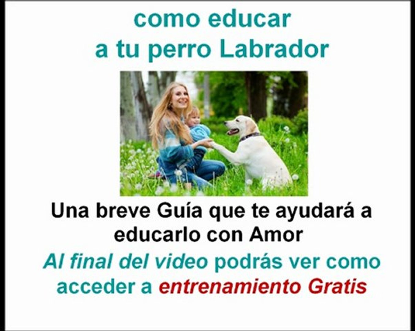 Como Educar A Mi Cachorro Labrador
