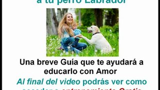 Como Educar a Un Perro Labrador Cachorro y Adulto | ComoEducarMiPerro.com | Perros Labradores Cachorros y Adulto