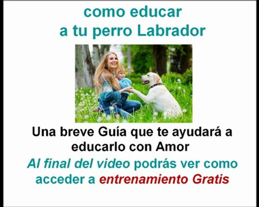 Como Educar a Un Perro Labrador Cachorro y Adulto | ComoEducarMiPerro.com | Perros Labradores Cachorros y Adulto