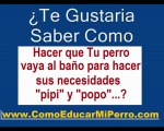 Como Enseñar a un Perro a ir al Baño a Hacer Sus Necesidades Chchi Popo | ComoEducarMiPerro.com