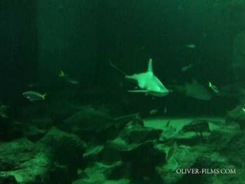 Accident dans un aquarium à Requins