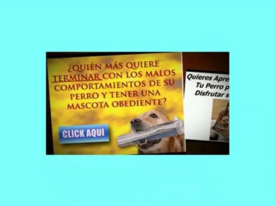 Como Educar a Un Perro Cachorro Aprende Como Educar Facilmente A Un Perro Cachorro | Educación de Perros
