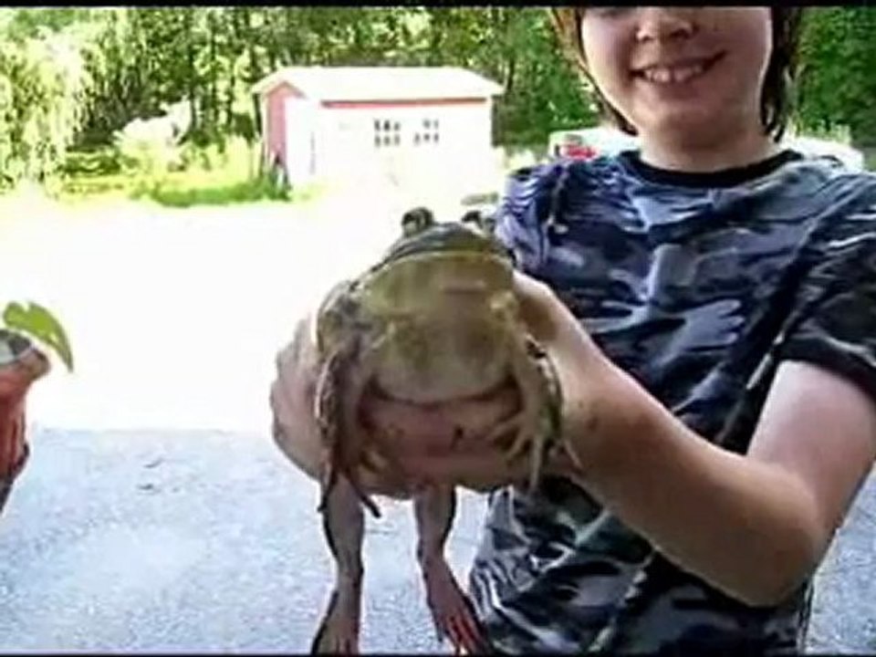 Crapaud chat