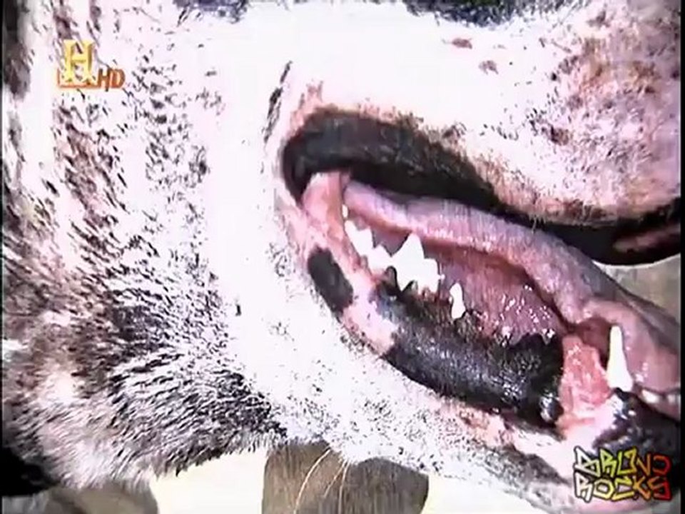 Verdadeiro Cujo