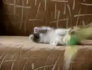 Muhabbet kuşu ile minik kedi