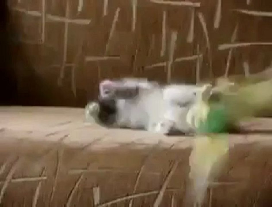 Muhabbet kuşu ile minik kedi