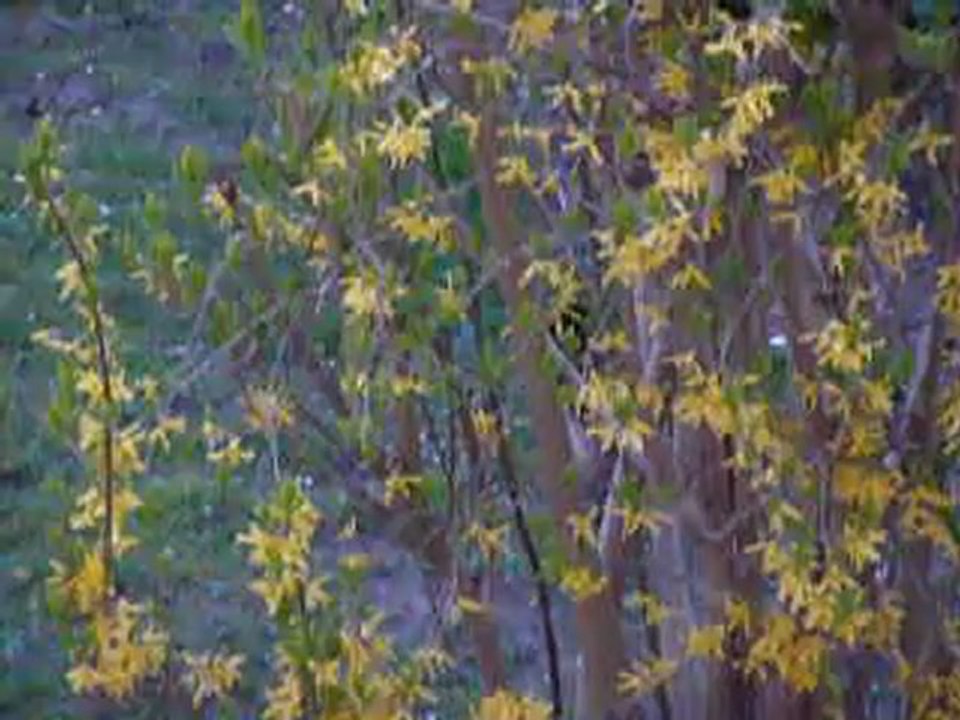 Les aventures de dame poule  en Pâques (3-2) !