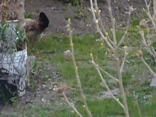 Les aventures de dame poule  en Pâques (3-3) !