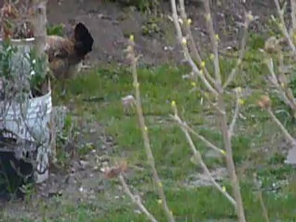 Les aventures de dame poule  en Pâques (3-3) !