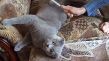 Некурящий кот Мирон