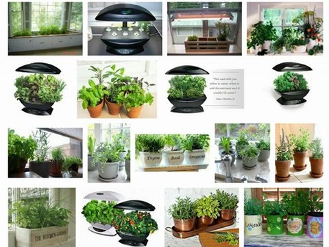 How To Grow An Indoor Herb Garden