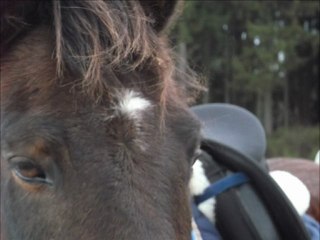 musique pour demo chevaux 1