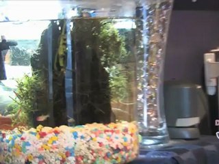 Acupuncture Burkeville Richmond Dr Ivy Pang Chinese ...