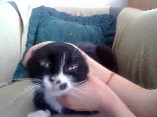 Dzień kota ( a praktycznie nie cała minuta )