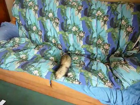 Furet et furette jouent à cache cache sur le canapé