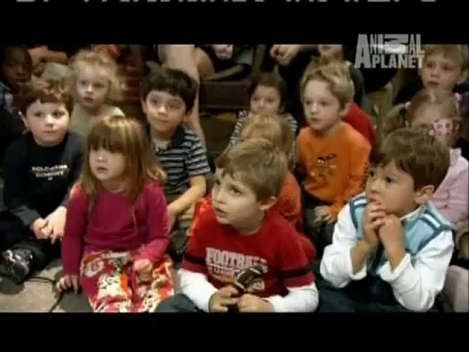 Papageien, die auch verstehen was sie sagen