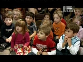 Papageien, die auch verstehen was sie sagen