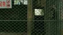 お猿さんのバトル