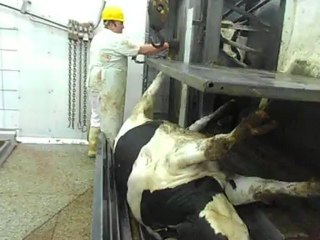 POLONYA'DAN İTHAL EDİLEN ETLERİN HİKAYESİ-3