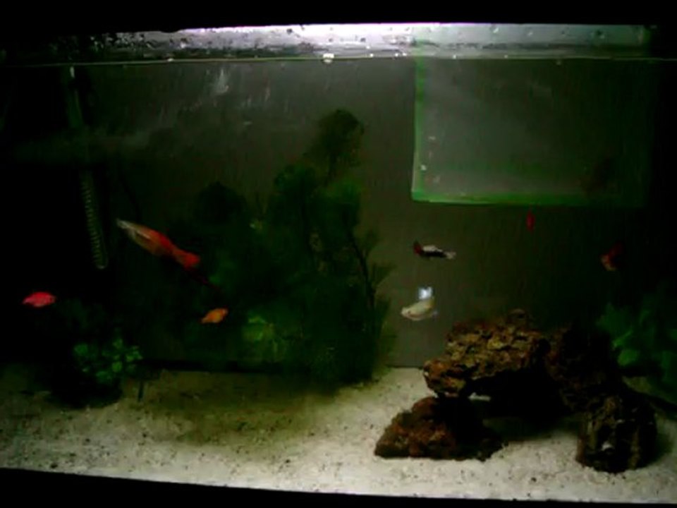 LEPİSTES VE KILIÇKUYRUKLAR