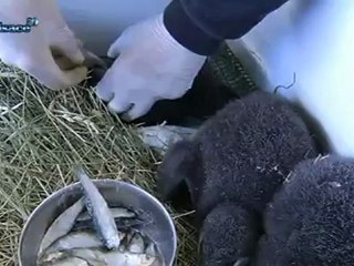 Hebdo DD : Le développement durable en Alsace (05/04)