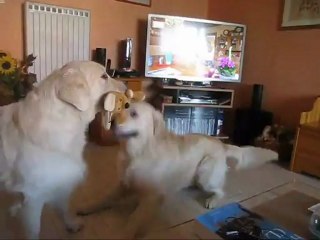 Fluke torture son tonton Benji