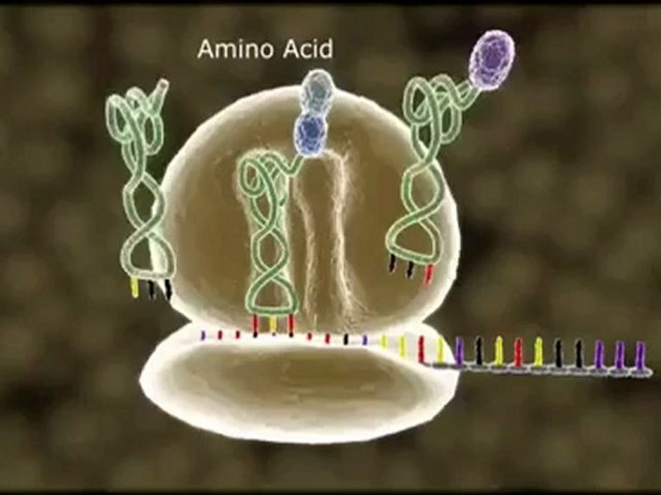 Protein sentezi