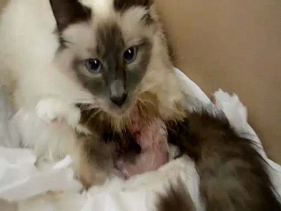 Sacré de Birmanie Portée Avril 2012