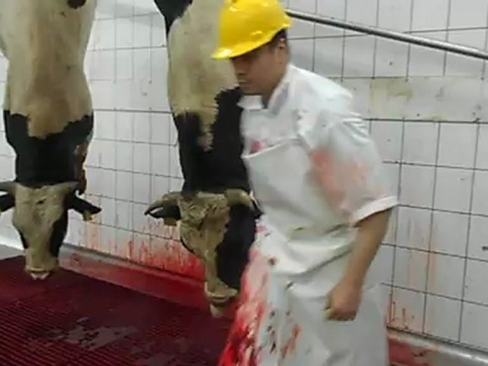 Polonya'da kesilen hayvanların hikayesinde kesim...