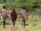 African hunters vs lions