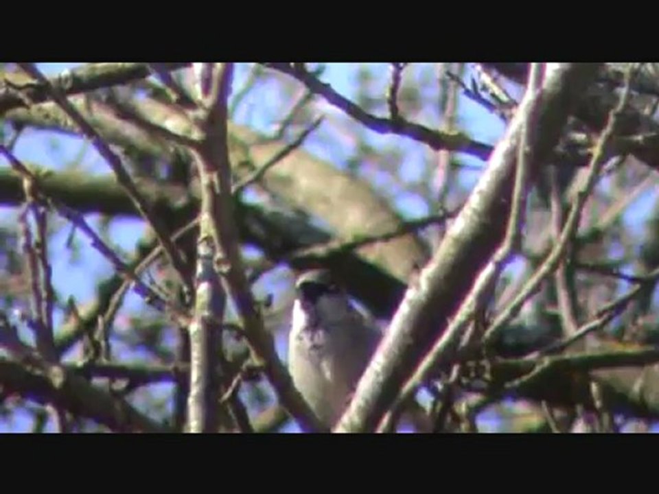 Moineau  doméstique chanteur