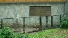 カンガルー