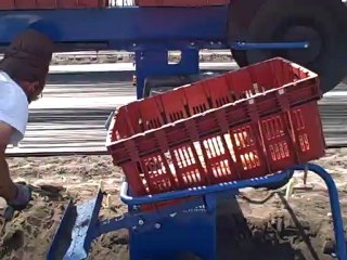 Cueillette des asperges - Ychoux, Landes