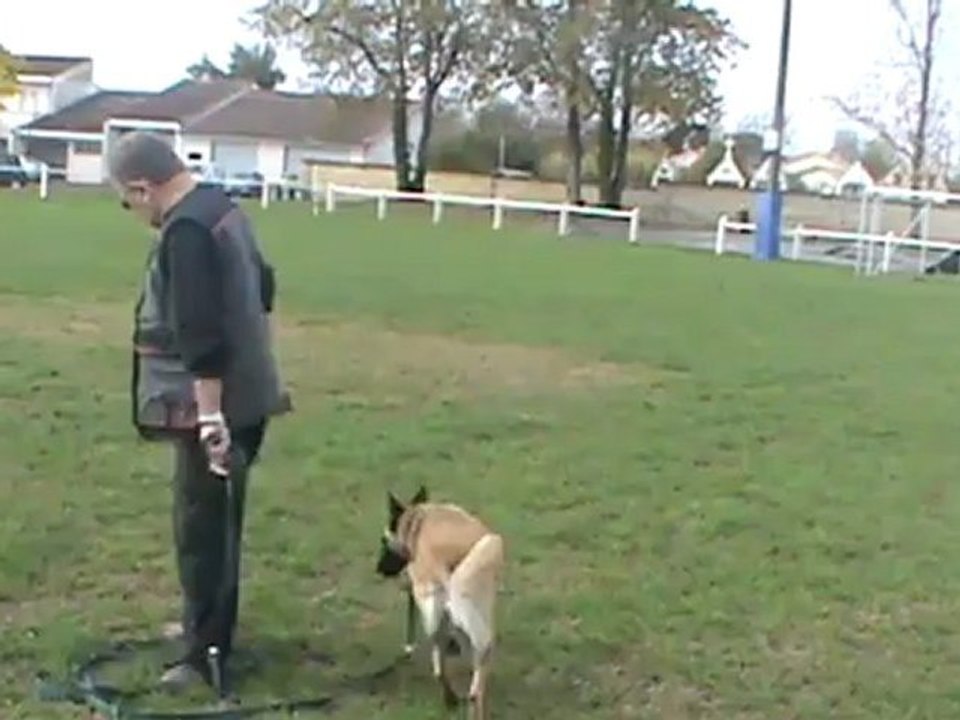 recherche utilitaire avec une malinoise