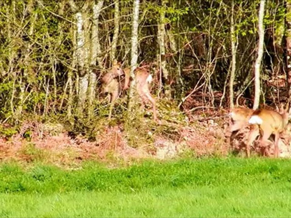 Matin calin chez les chevreuils