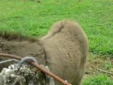 Moutons, ânes, lamas