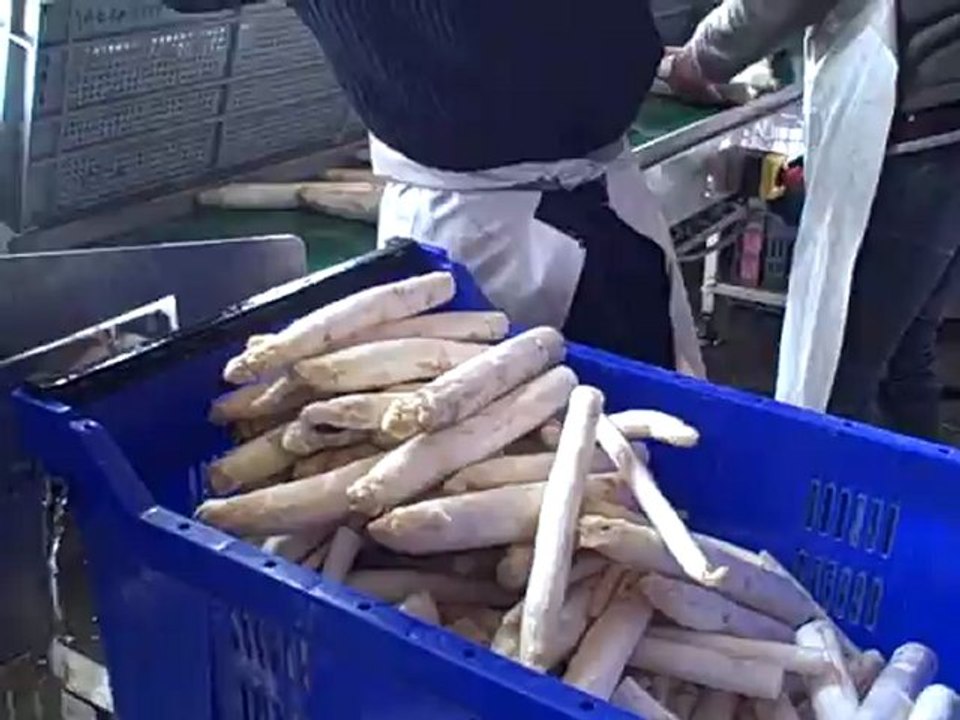 Tri des asperges chez Mme Margariti ©Papilles et Pupilles