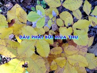 DAU PHAI BOI MUA THU - Live (qualite HD) Mai Diep