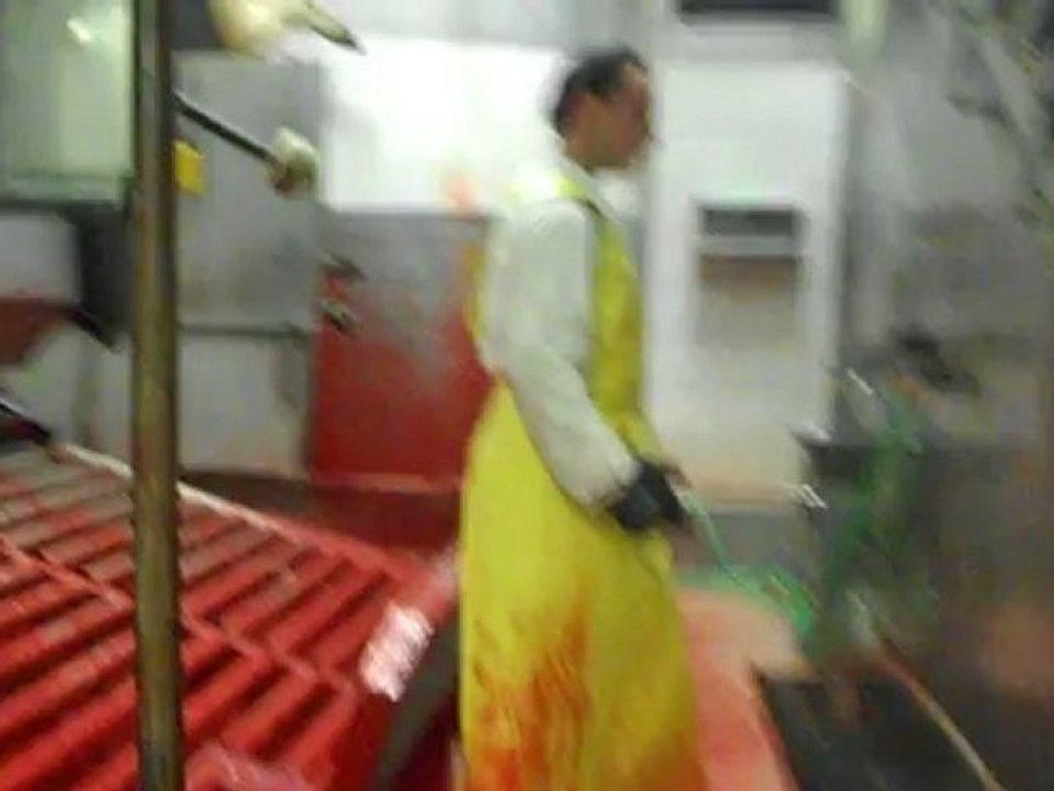 Polonya Mezbahalarında Sığır Kesiminde Teknoloji Harikası...