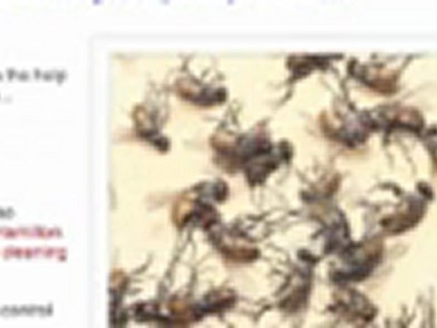 Pest control in Hamilton