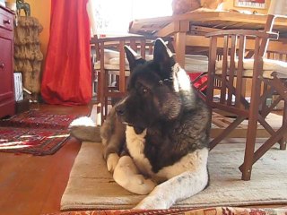 Tahoe cool sur le tapis du salon