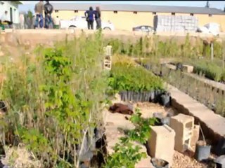 elif akın için çocuklar fidan dikti