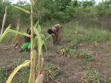 Symbol von Madagaskar: Schutzgebiet für Affenbrotbäume