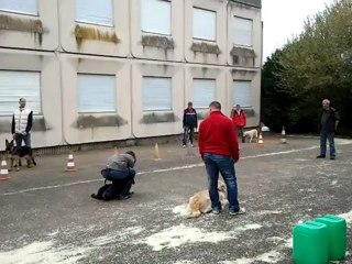 A l'école du chiot